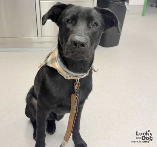Texas, a dog for adoption from Lucky Dog Animal Rescue