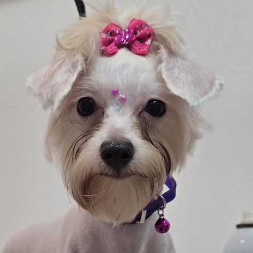 Annie May, a dog for adoption from Lucky Dog Animal Rescue
