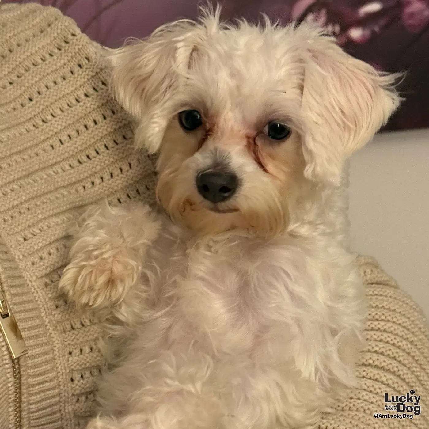 Annie May - Maltese