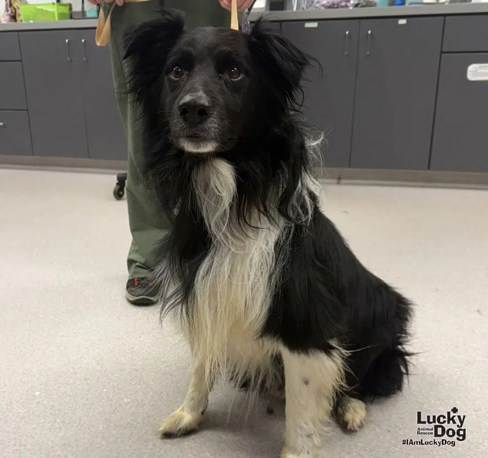 Cypress - Border Collie