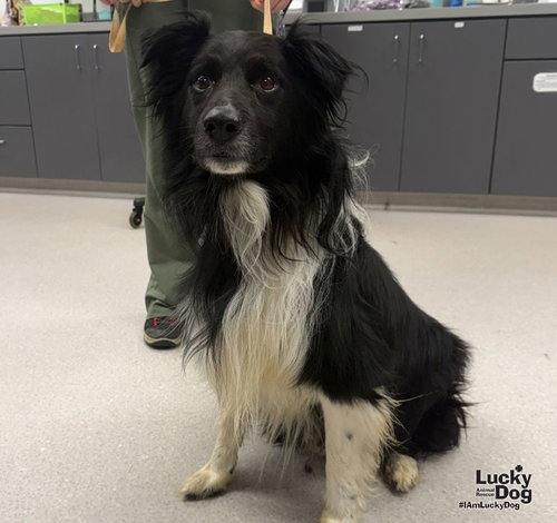 Cypress, a dog for adoption from Lucky Dog Animal Rescue