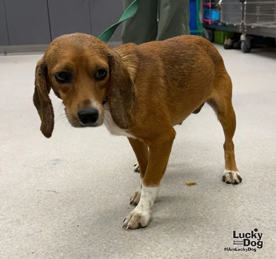 Kimes - Beagle