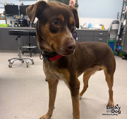 Scad, a dog for adoption from Lucky Dog Animal Rescue