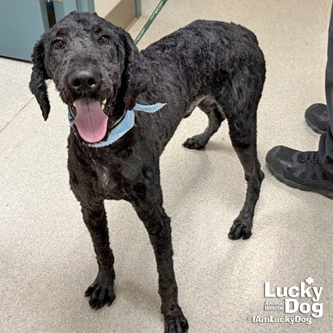 Maxwell, a dog for adoption from Lucky Dog Animal Rescue