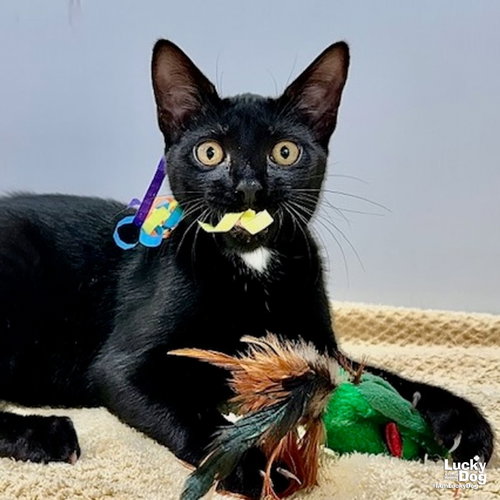Wilbur, a cat for adoption from Lucky Dog Animal Rescue
