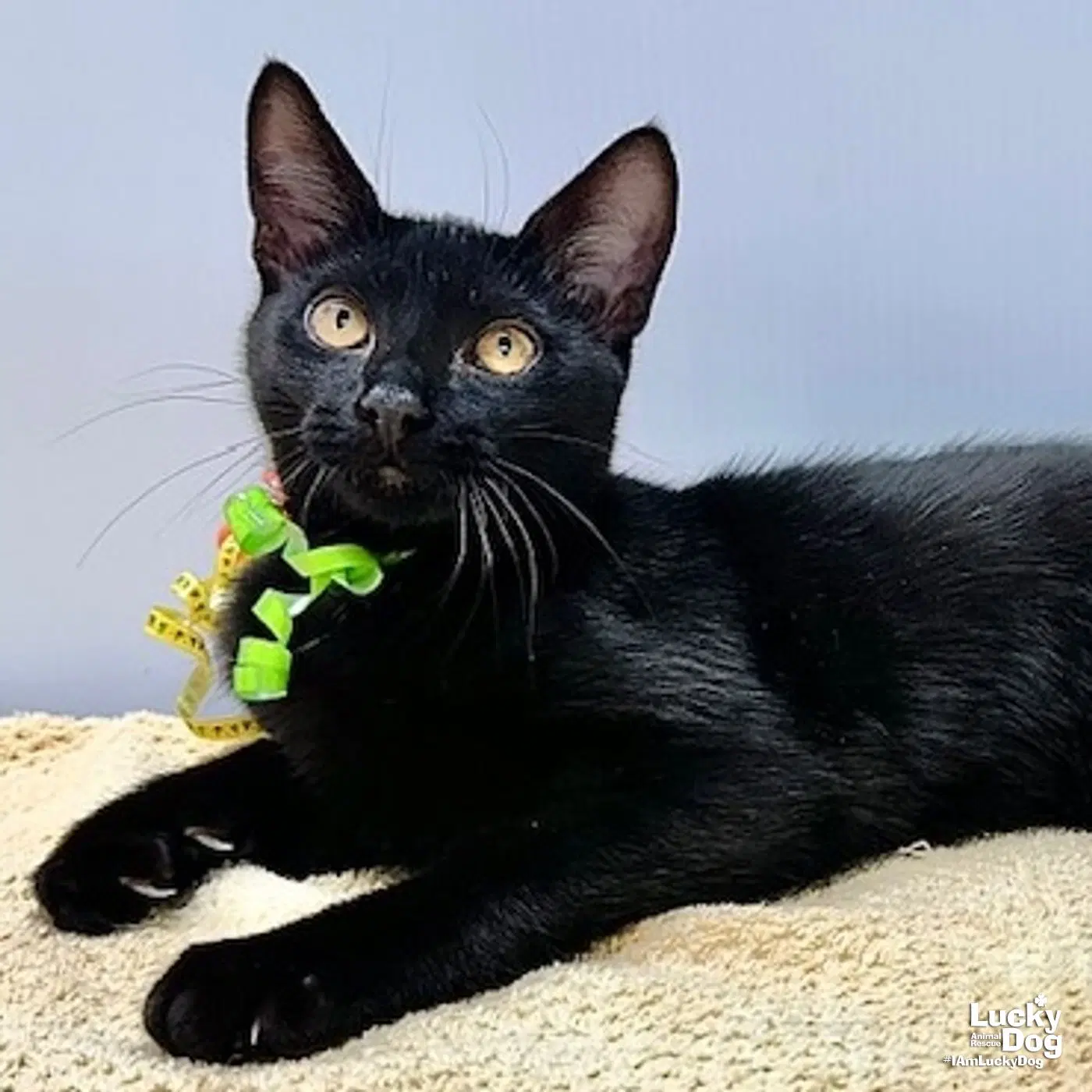 Winston - Domestic Short Hair