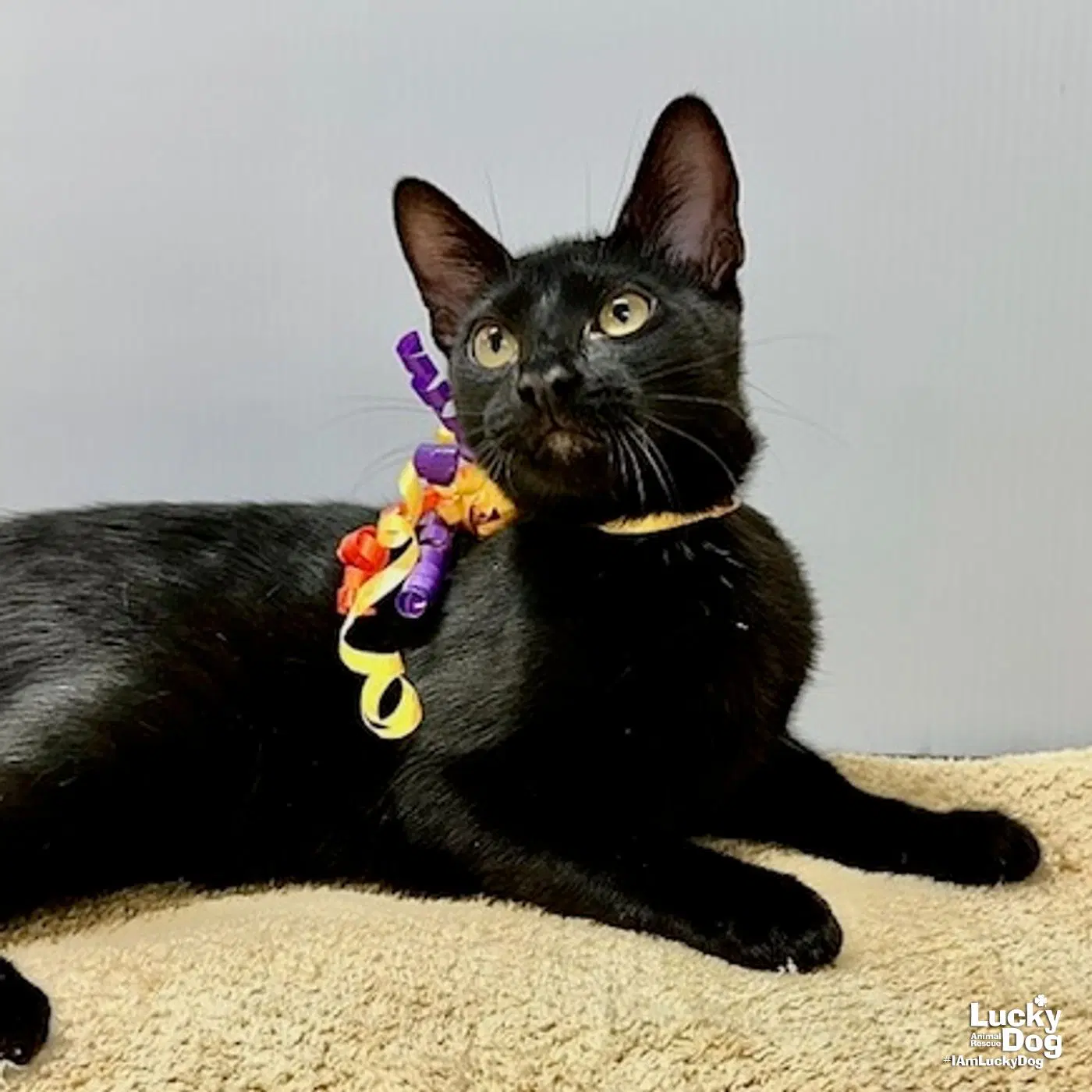 Wednesday - Domestic Short Hair