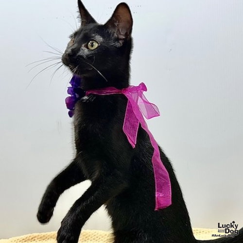 Wisteria, a cat for adoption from Lucky Dog Animal Rescue