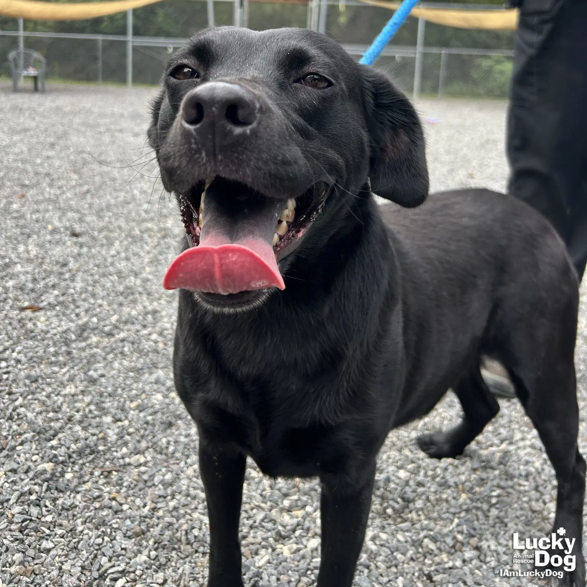 Rizzoli - Lab Mix