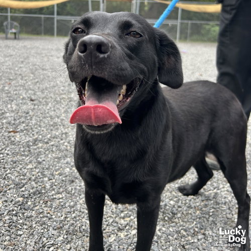 Rizzoli, a dog for adoption from Lucky Dog Animal Rescue