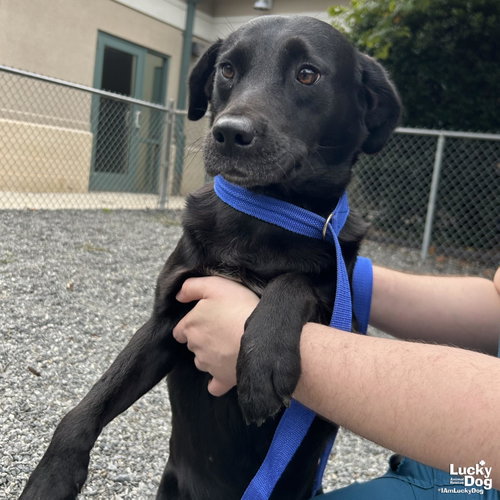 Isles, a dog for adoption from Lucky Dog Animal Rescue