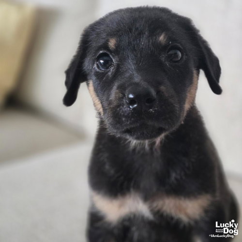 China, a dog for adoption from Lucky Dog Animal Rescue