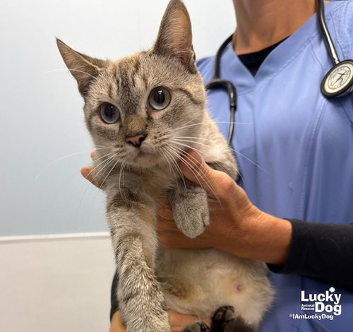 Bridget, a cat for adoption from Lucky Dog Animal Rescue
