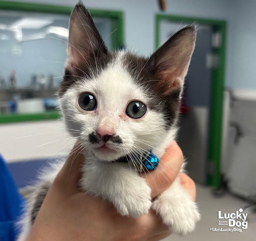 Charleen, a cat for adoption from Lucky Dog Animal Rescue