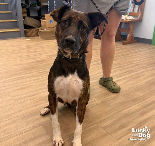 Ms. Anita, a dog for adoption from Lucky Dog Animal Rescue