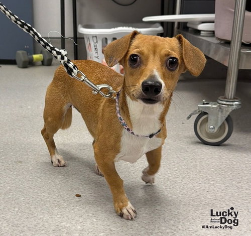 Peachy, a dog for adoption from Lucky Dog Animal Rescue