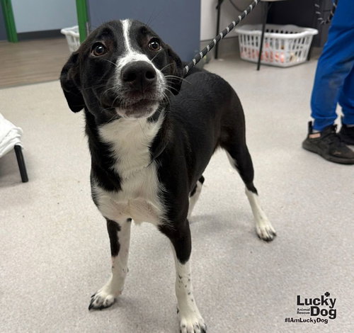 Mocha, a dog for adoption from Lucky Dog Animal Rescue