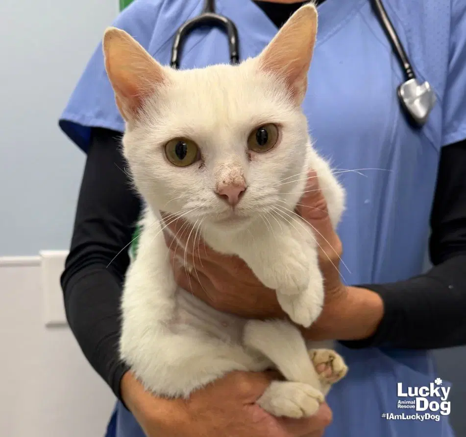 Alaska - Domestic Short Hair