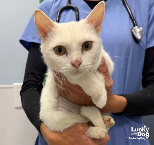 Alaska, a cat for adoption from Lucky Dog Animal Rescue