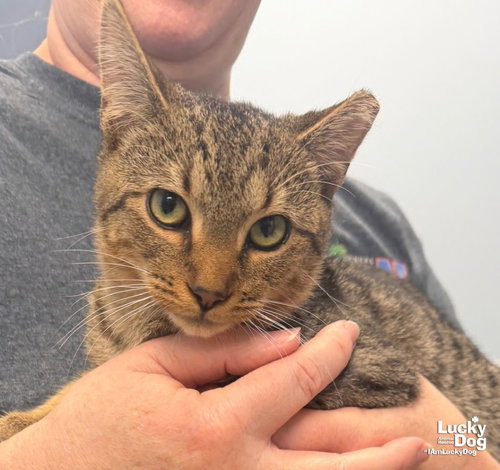 Hondo, a cat for adoption from Lucky Dog Animal Rescue