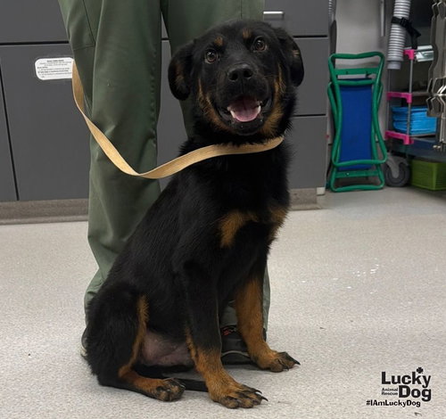 Ray, a dog for adoption from Lucky Dog Animal Rescue