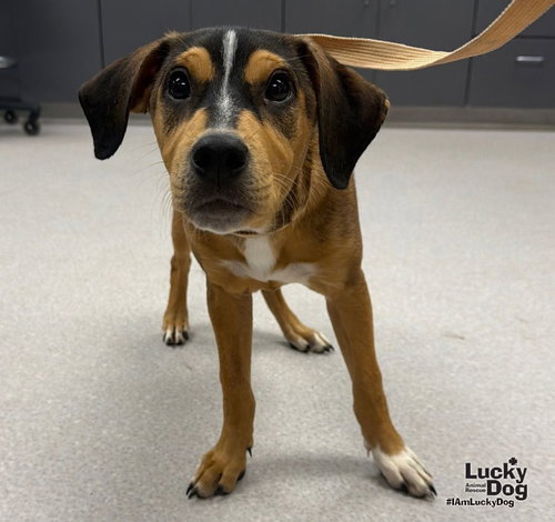 Marley, a dog for adoption from Lucky Dog Animal Rescue
