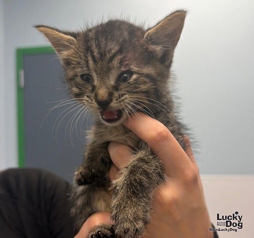 Squeeky, a cat for adoption from Lucky Dog Animal Rescue