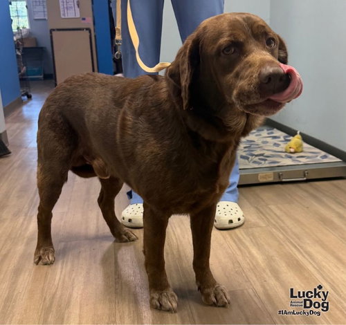 Jiziah, a dog for adoption from Lucky Dog Animal Rescue