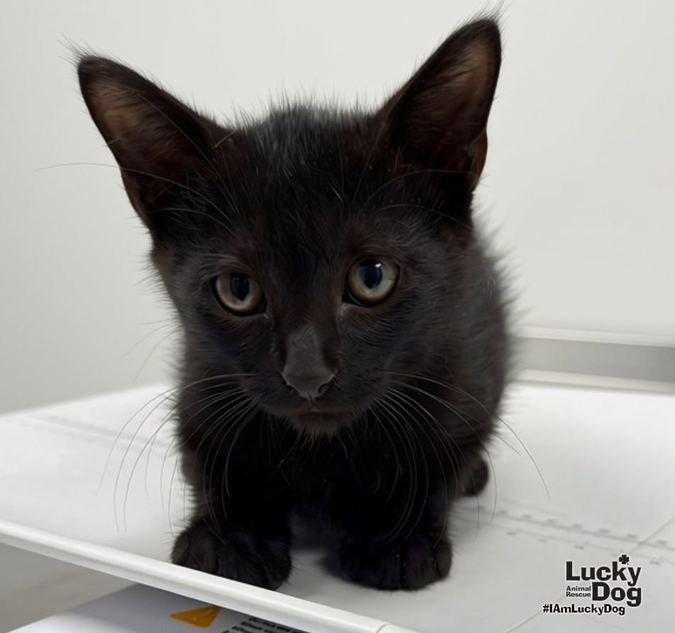 Cosmo, Domestic Short Hair