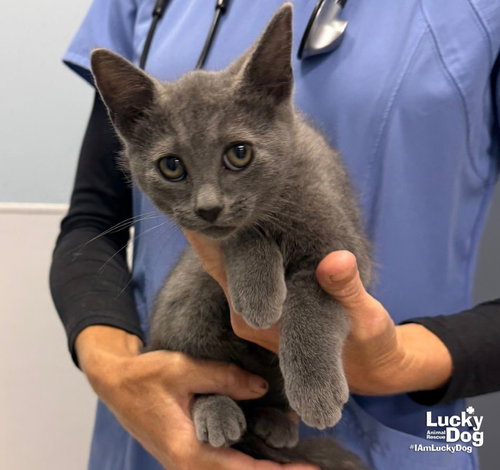 Coe, a cat for adoption from Lucky Dog Animal Rescue