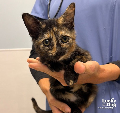 Charity, a cat for adoption from Lucky Dog Animal Rescue