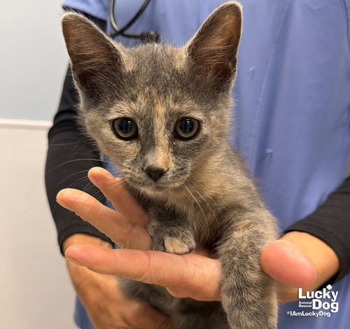 Chanel, a cat for adoption from Lucky Dog Animal Rescue