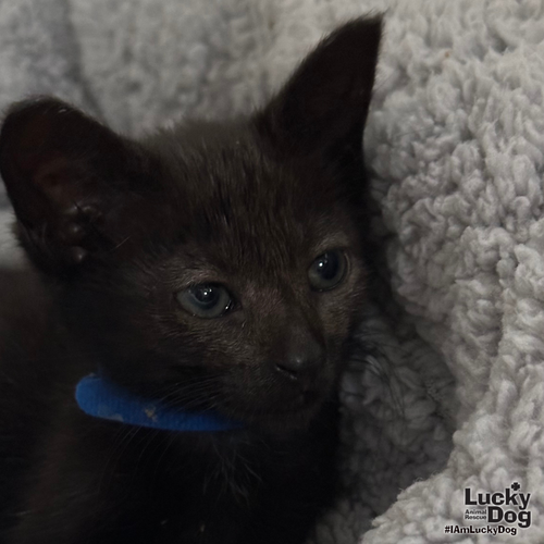 Winter, a Domestic Short Hair / Mixed (short coat) cat for adoption in Washington, DC, photo 1 of 2