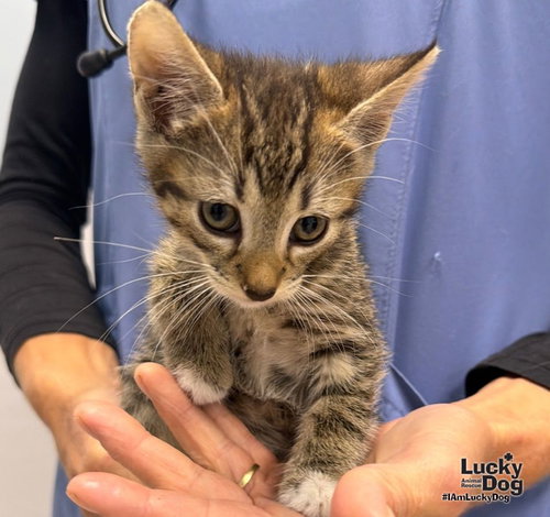 Bliss, a cat for adoption from Lucky Dog Animal Rescue