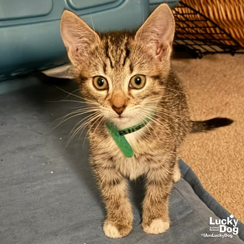Bliss, Domestic Short Hair / Mixed (short coat)