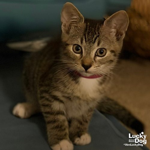 Betty, Domestic Short Hair / Mixed (short coat)