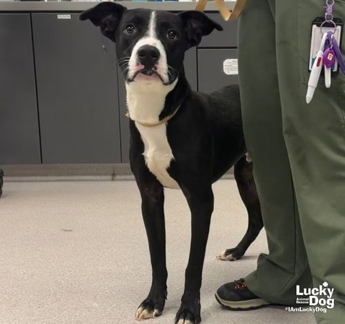 Brutus, a dog for adoption from Lucky Dog Animal Rescue