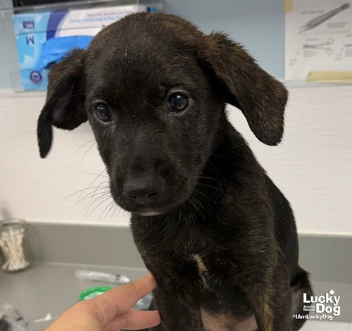 Eddie, a dog for adoption from Lucky Dog Animal Rescue