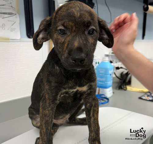 Ed, a dog for adoption from Lucky Dog Animal Rescue