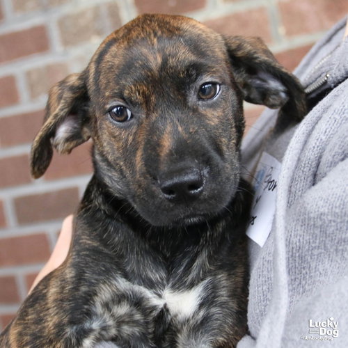 Ed, a Labrador Retriever / Shepherd / Mixed dog for adoption in Washington, DC, photo 1 of 3