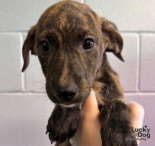 Elija, a dog for adoption from Lucky Dog Animal Rescue