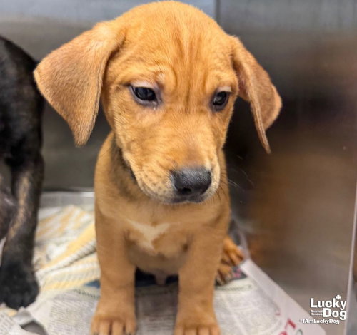 Erni, a dog for adoption from Lucky Dog Animal Rescue