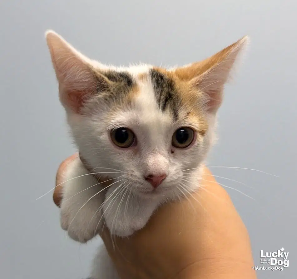 Hazel - Domestic Short Hair