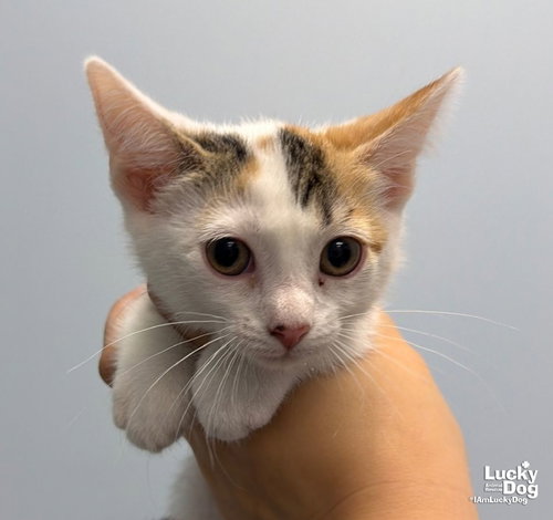 Hazel, a cat for adoption from Lucky Dog Animal Rescue