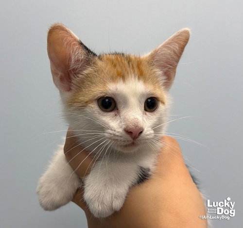 Heidi, a cat for adoption from Lucky Dog Animal Rescue