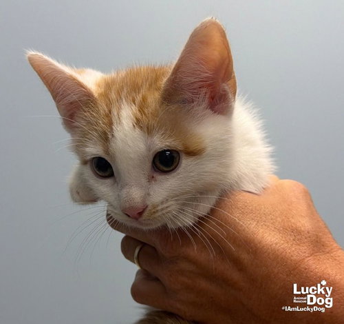 Huey, a cat for adoption from Lucky Dog Animal Rescue