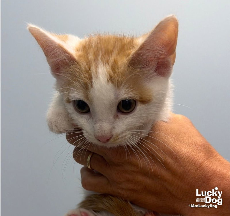 Huey, photo 2