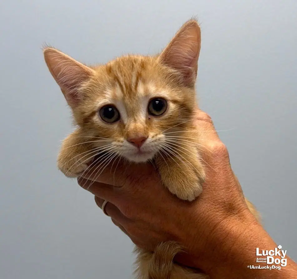Happy - Domestic Short Hair