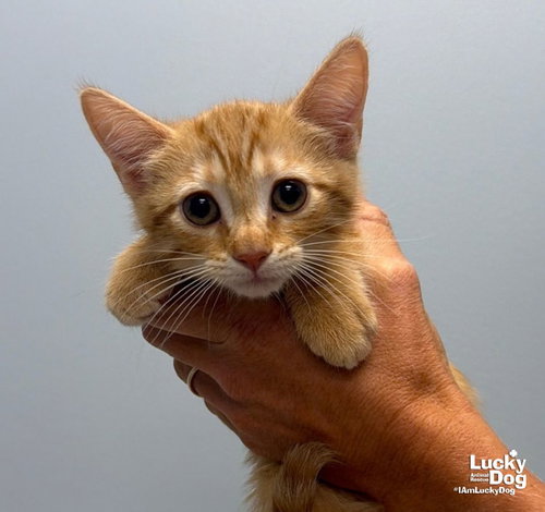 Happy, a cat for adoption from Lucky Dog Animal Rescue