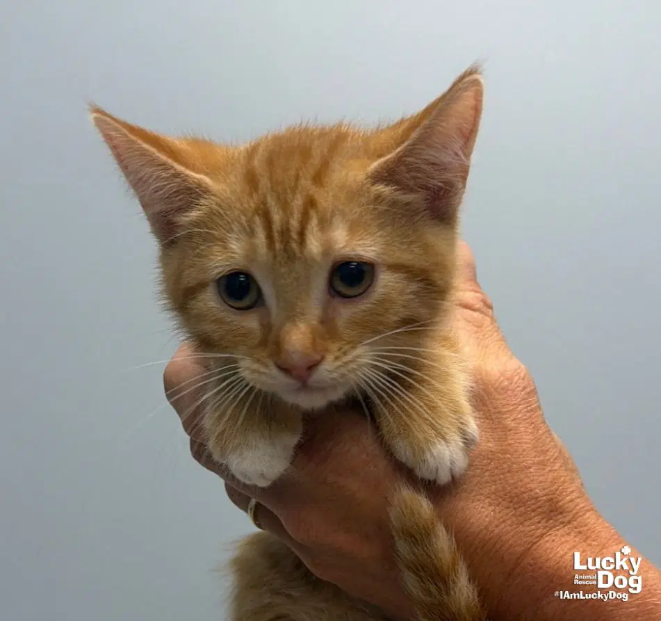 Hope - Domestic Short Hair